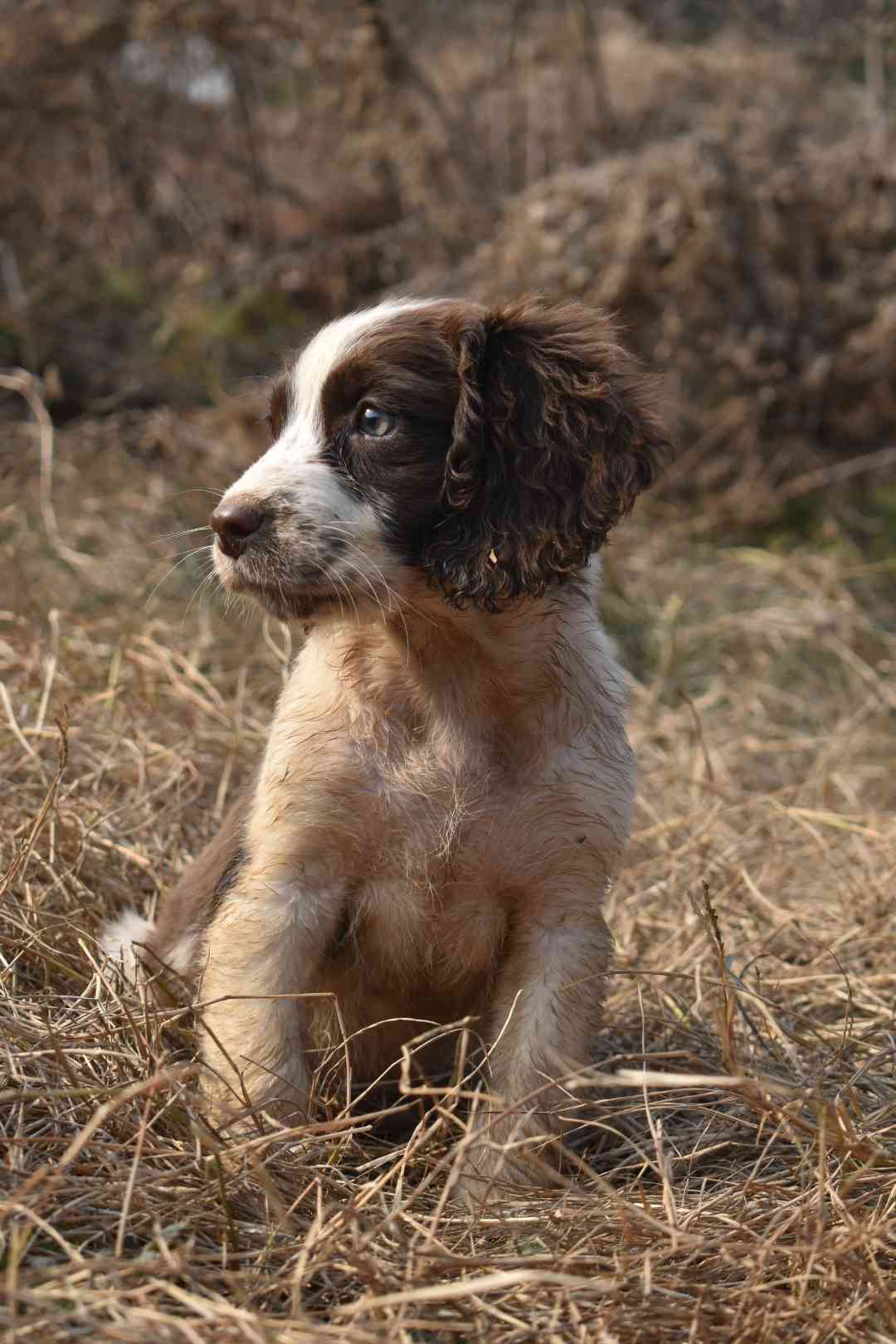 狩猎型史宾格,疫苗驱虫齐全.明码1500-1688包运.