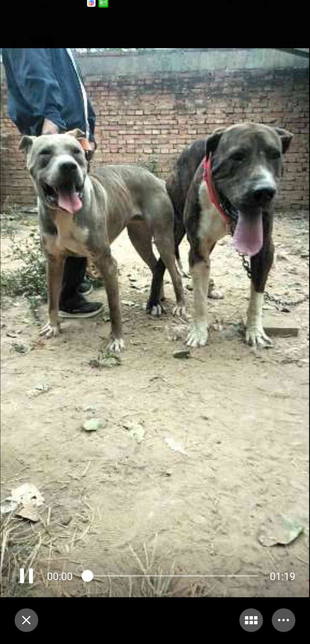 库达幼犬,欢迎预订