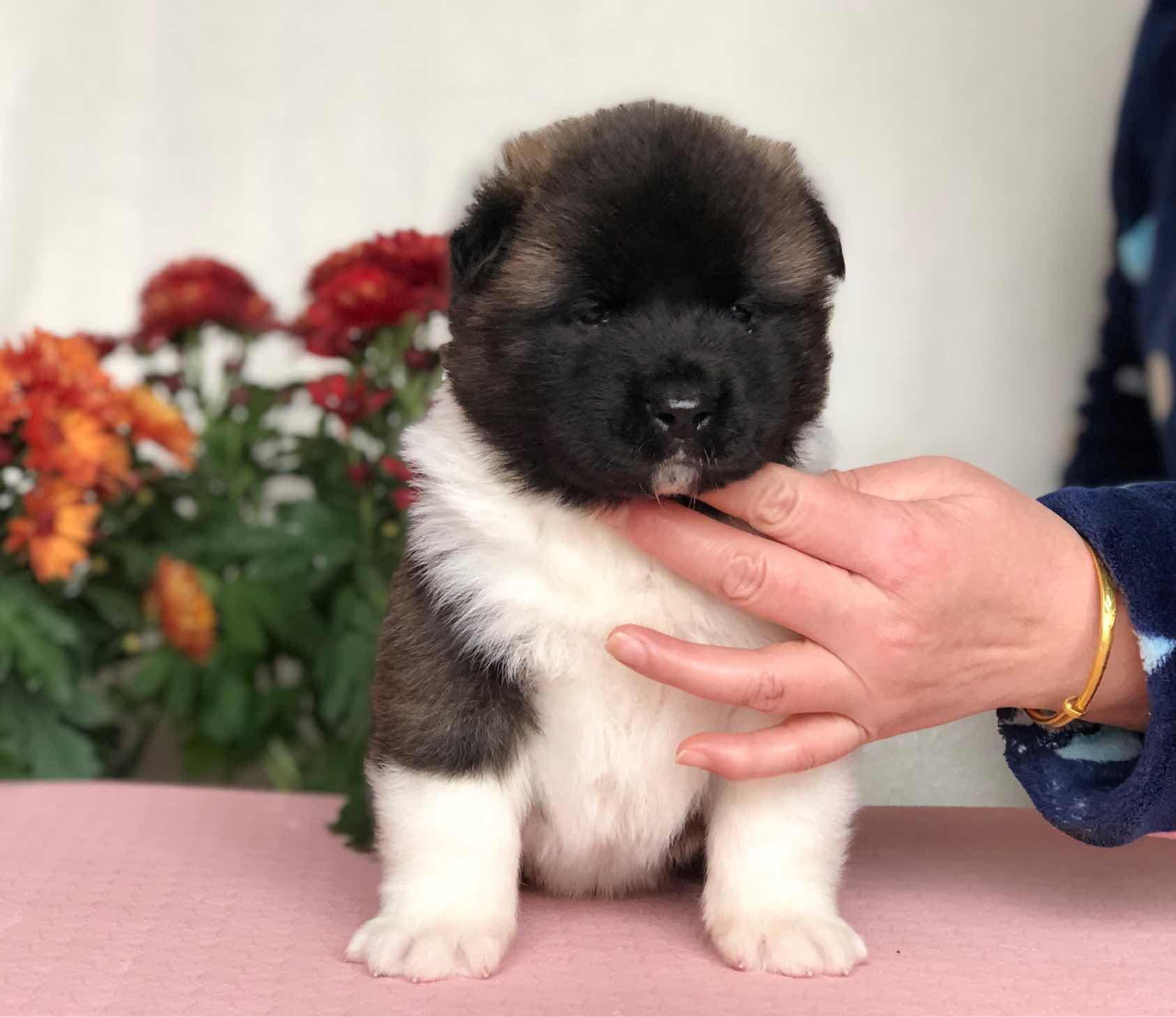 12月11日出生,美系秋田犬满月照