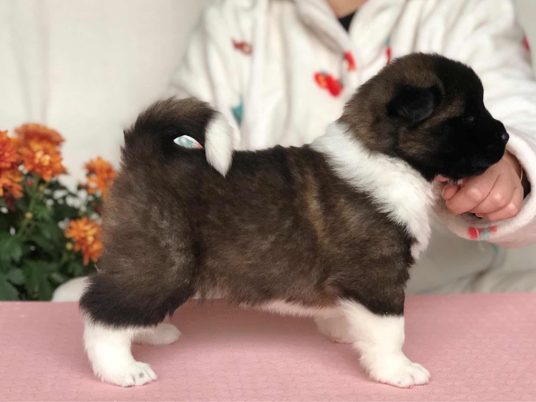 12月11日出生,美系秋田犬满月照