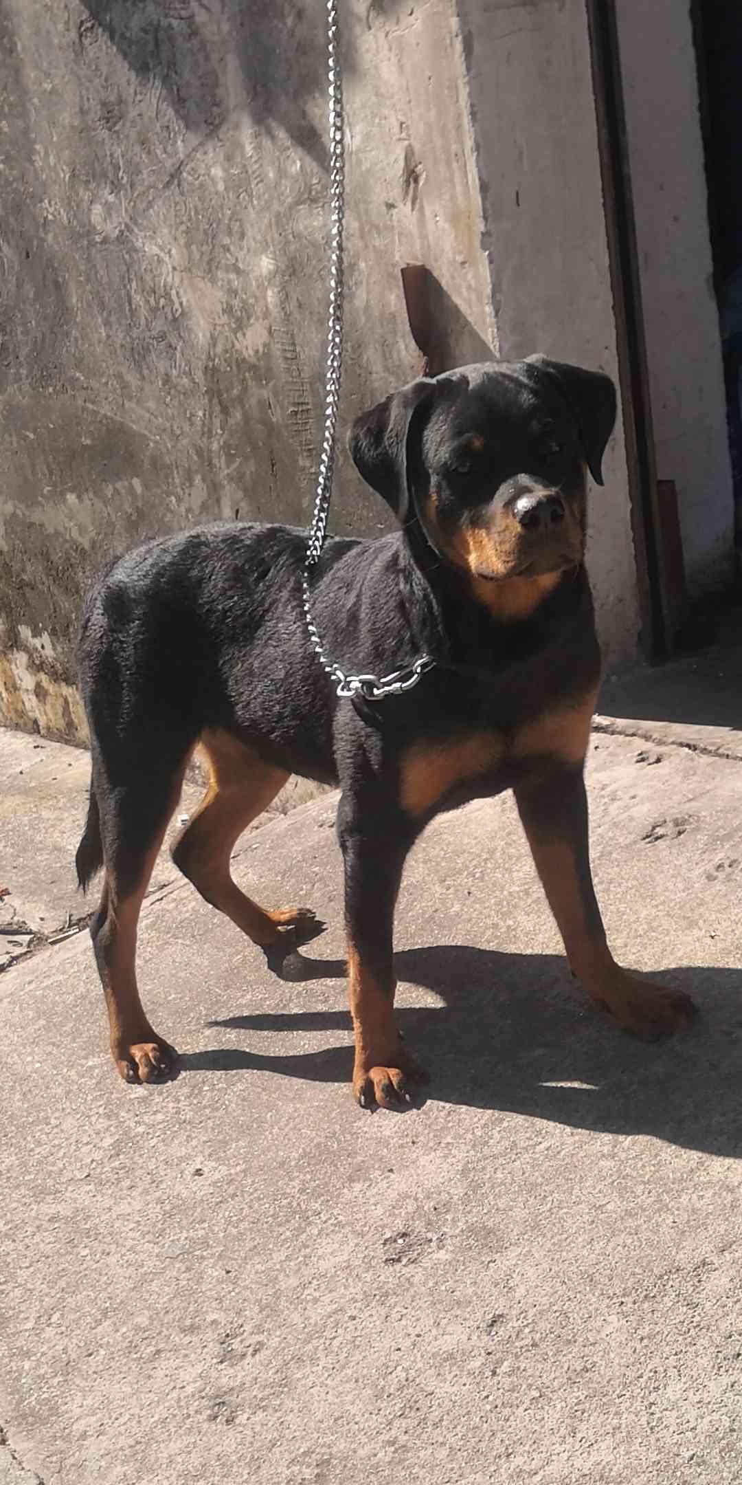 初次养罗威 求大神指点