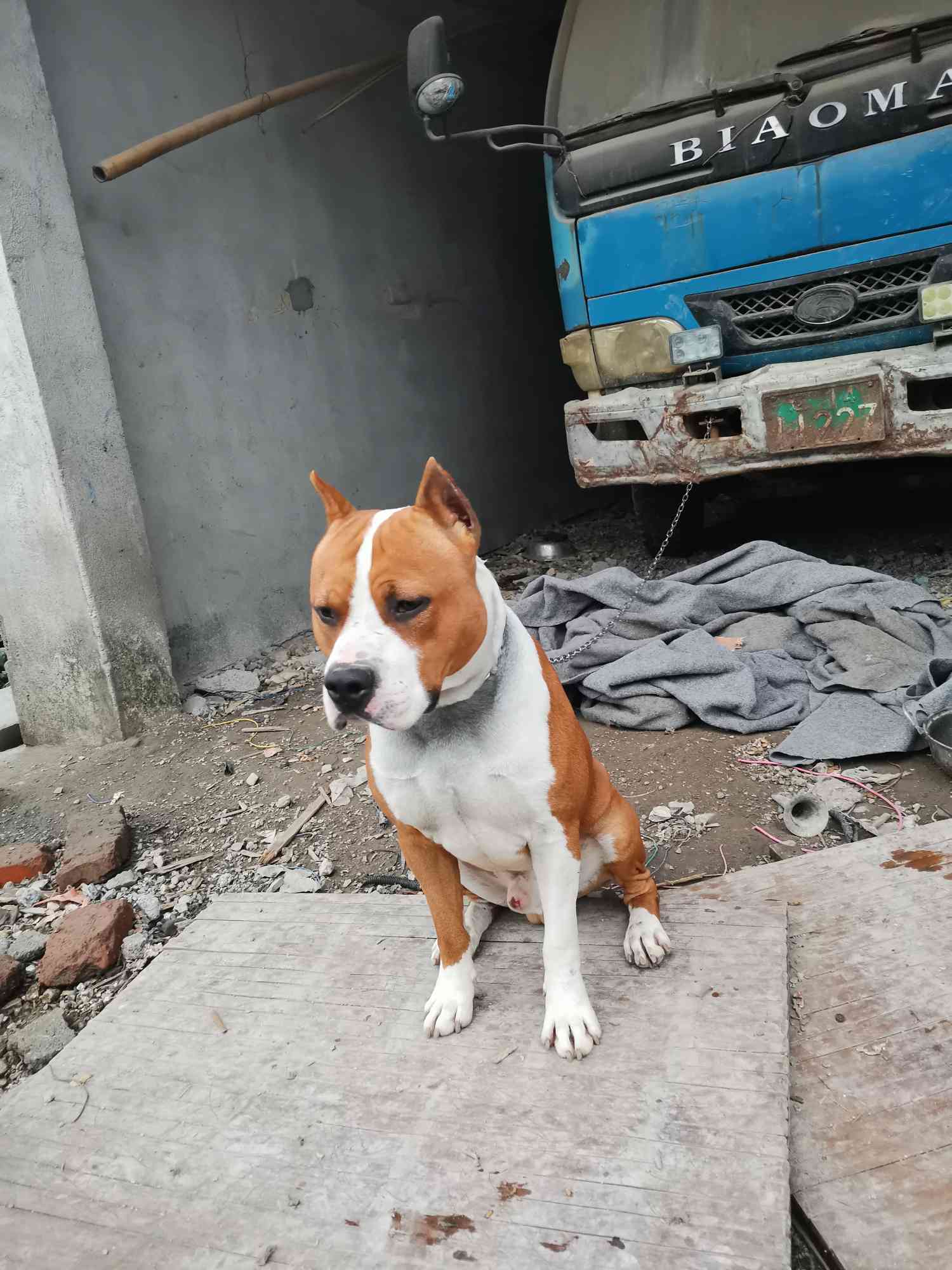 一岁公丝塔芙出售