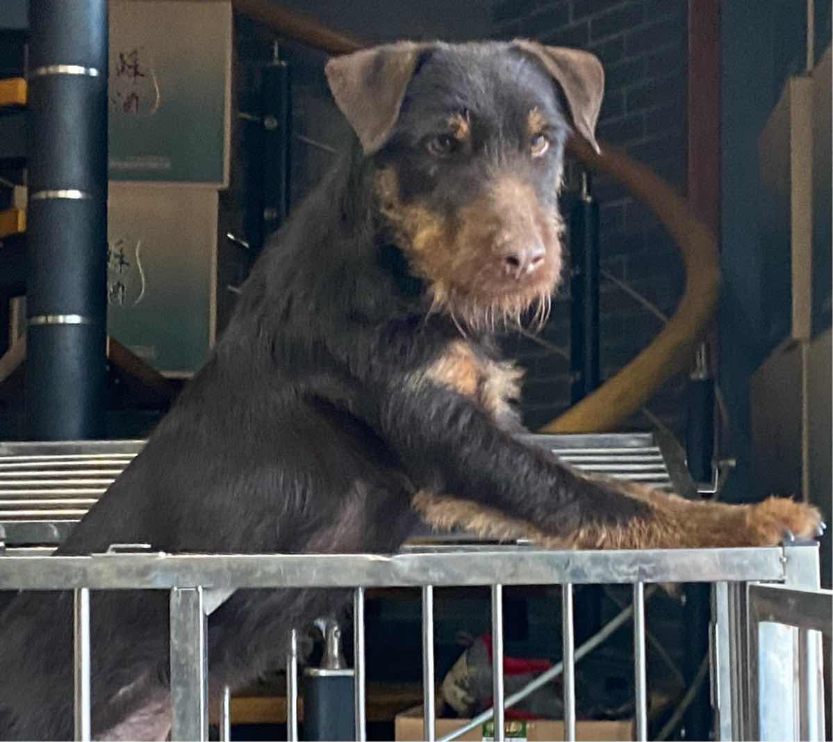 [猎梗] 德国小钢炮