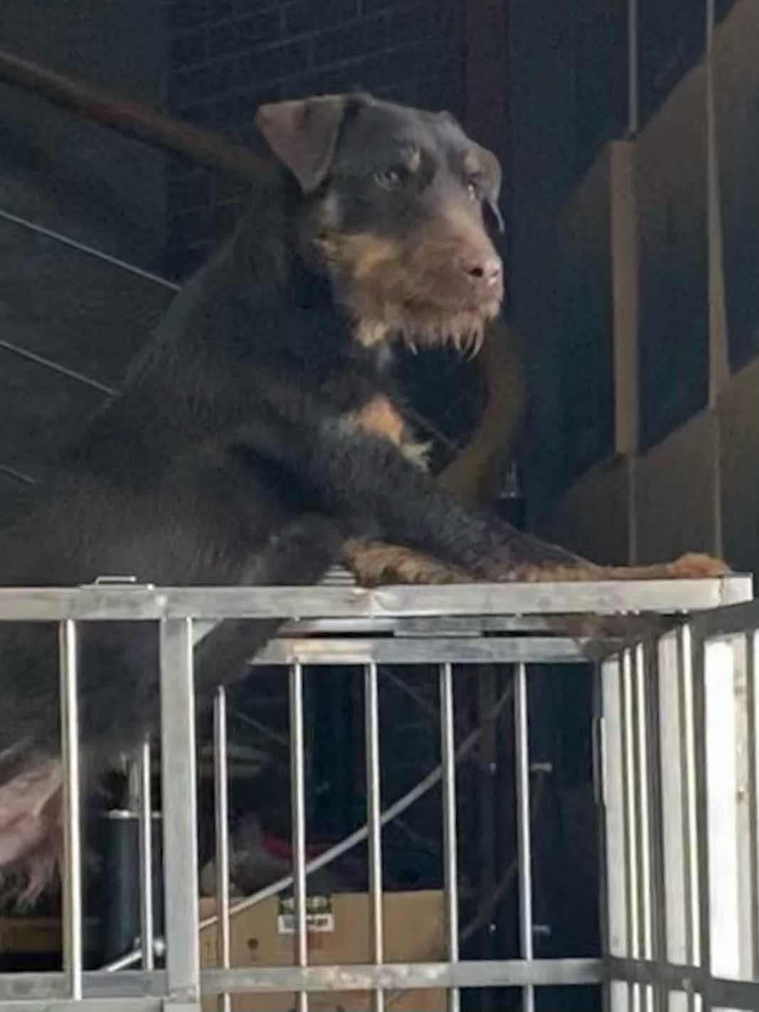 [猎梗] 德国小钢炮