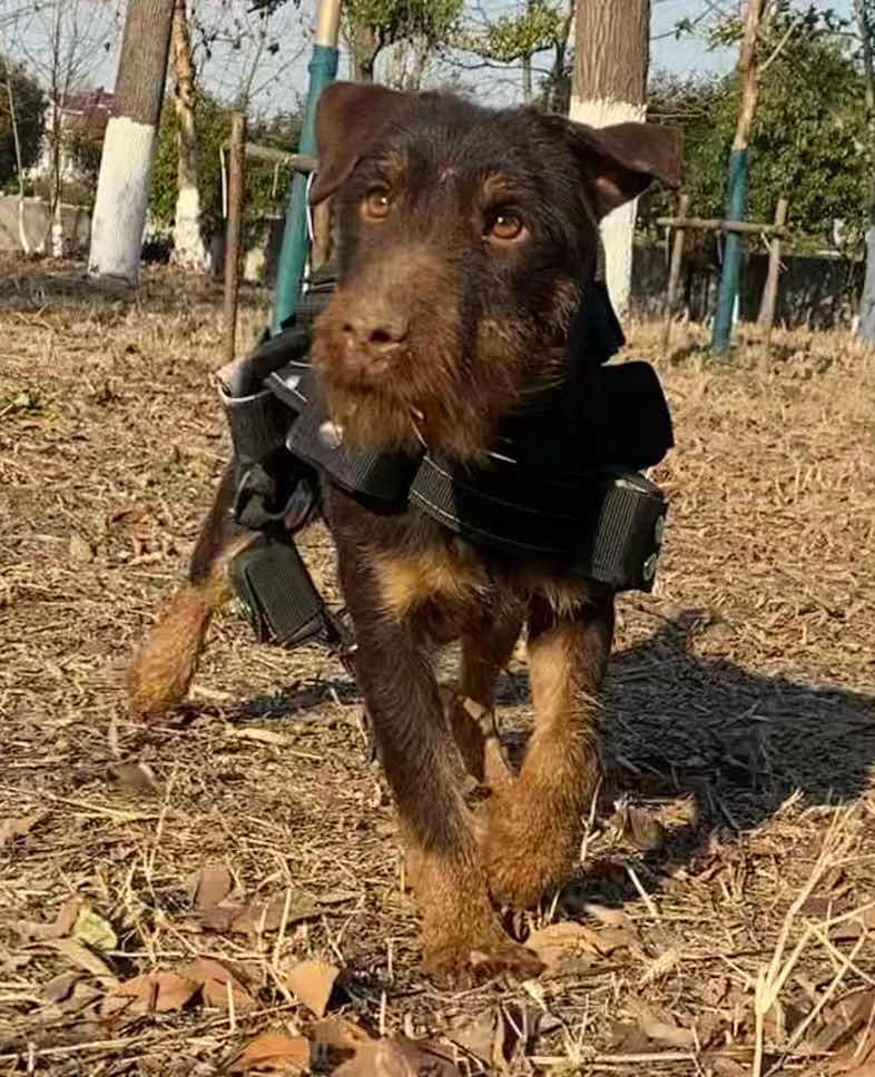 [猎梗] 德国小钢炮