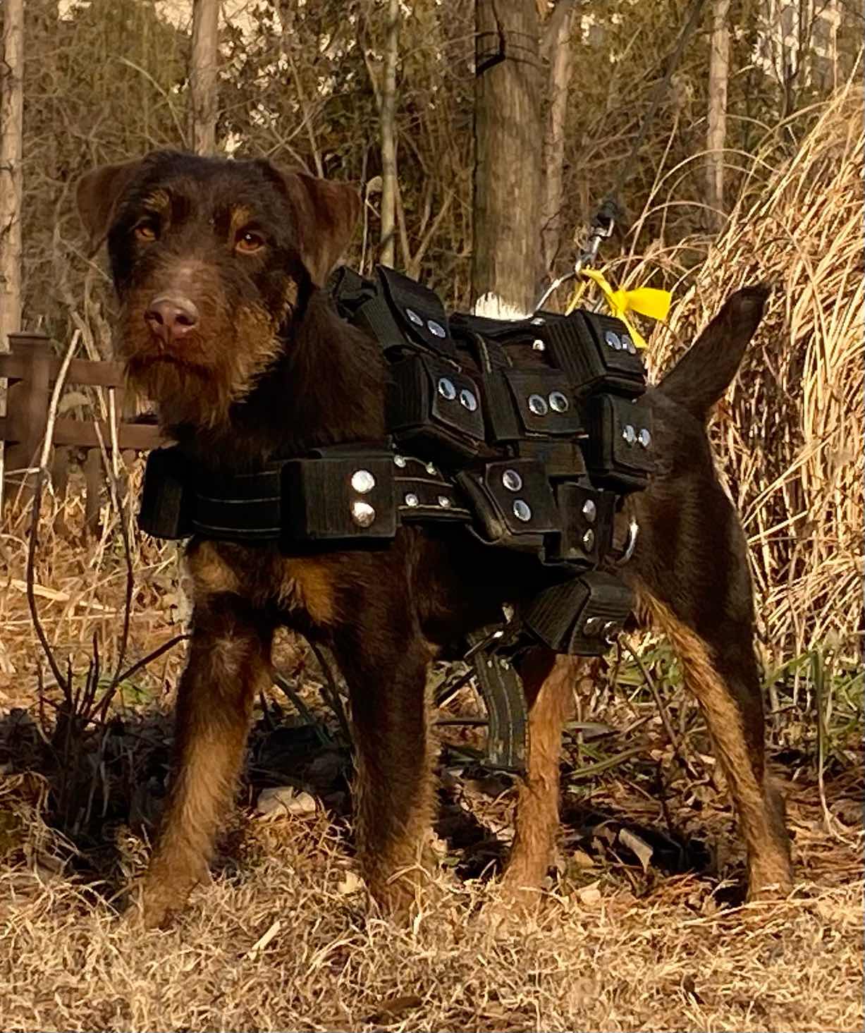 [猎梗] 德国小钢炮