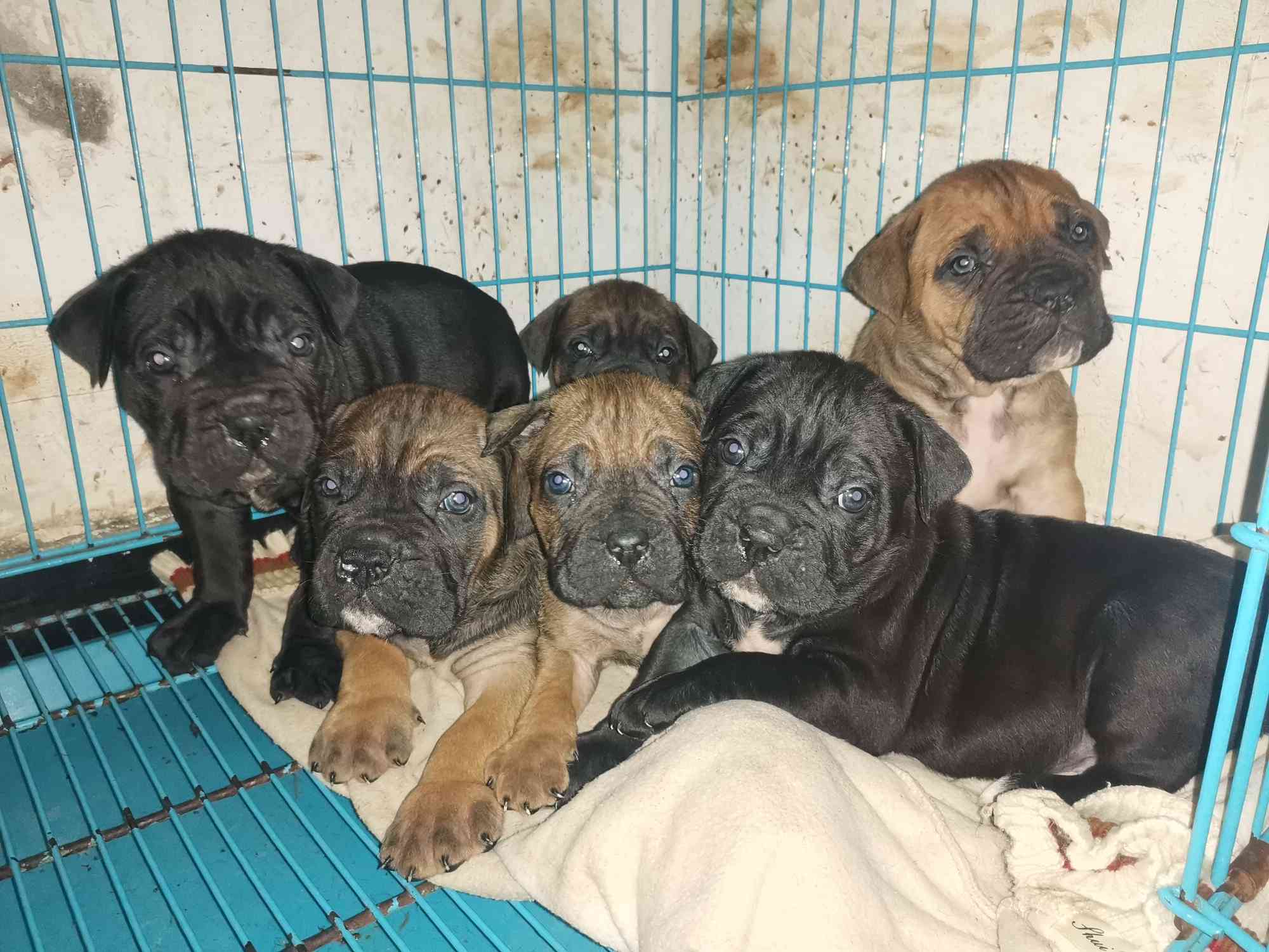 重庆主城江北区出售卡斯罗小狗一窝满月了!