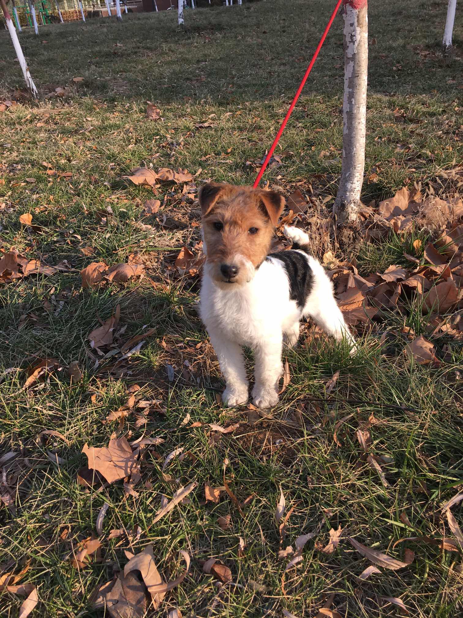 三月龄刚毛猎狐梗出售