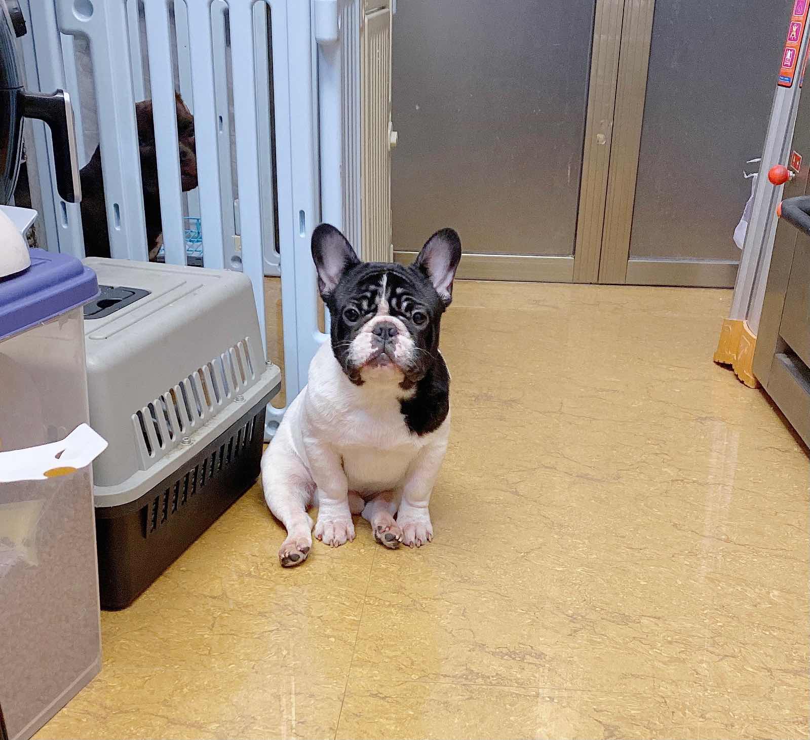 黑白花法国斗牛犬