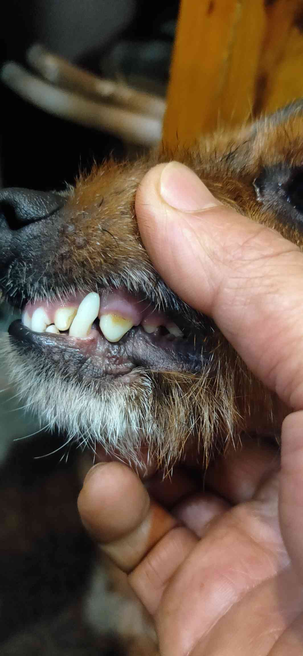 太仓,小体刚毛母