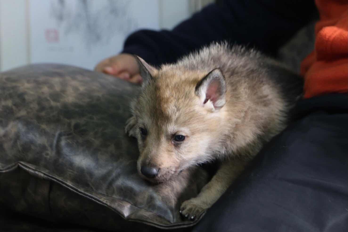 繁殖作品展示捷克狼犬莫尼諾烏貝利亞的孩子