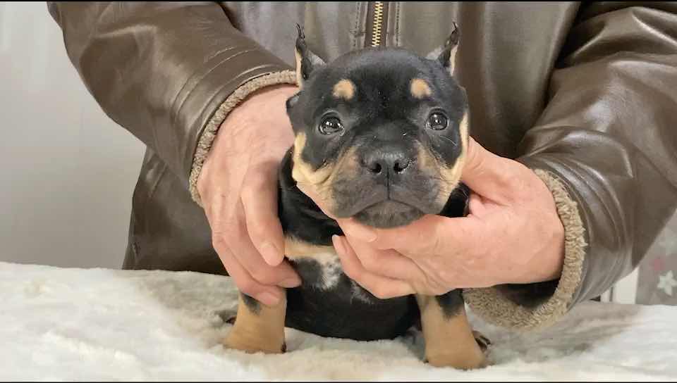 精品铁包金恶霸母火影女儿