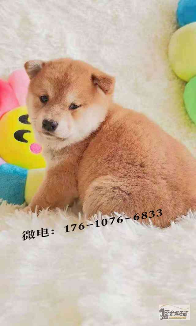 北京家养柴犬小豆柴年11月16号出生 宠物犬交易 猛犬俱乐部 中国具有影响力的猛犬网站 Powered By Discuz 北京家养柴犬小豆柴年11月16号出生 宠物犬交易 猛犬俱乐部 中国具有影响力的猛犬网站 Powered By Discuz