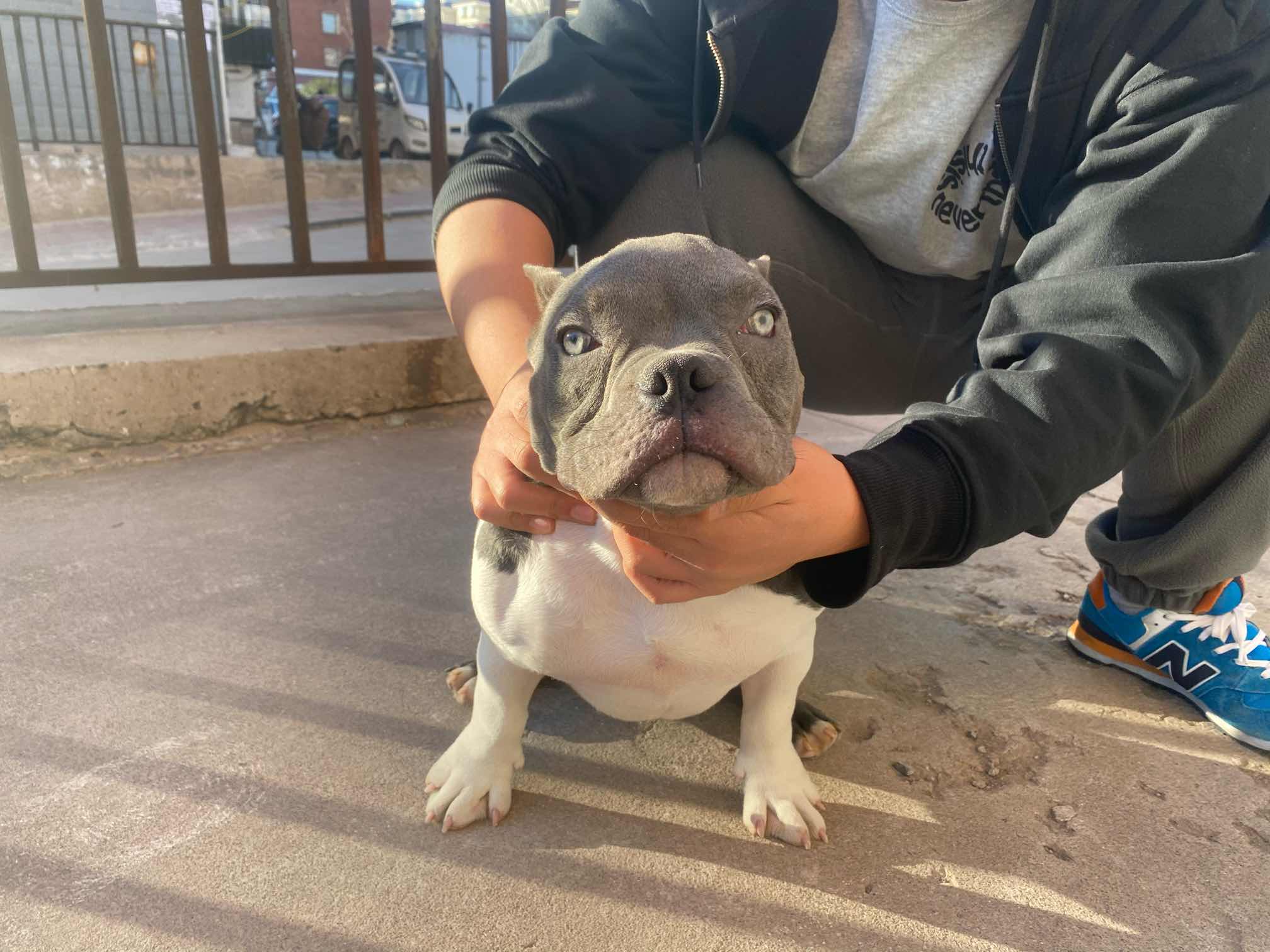 小体蓝色恶霸5个月母,眼神凶,眼距大