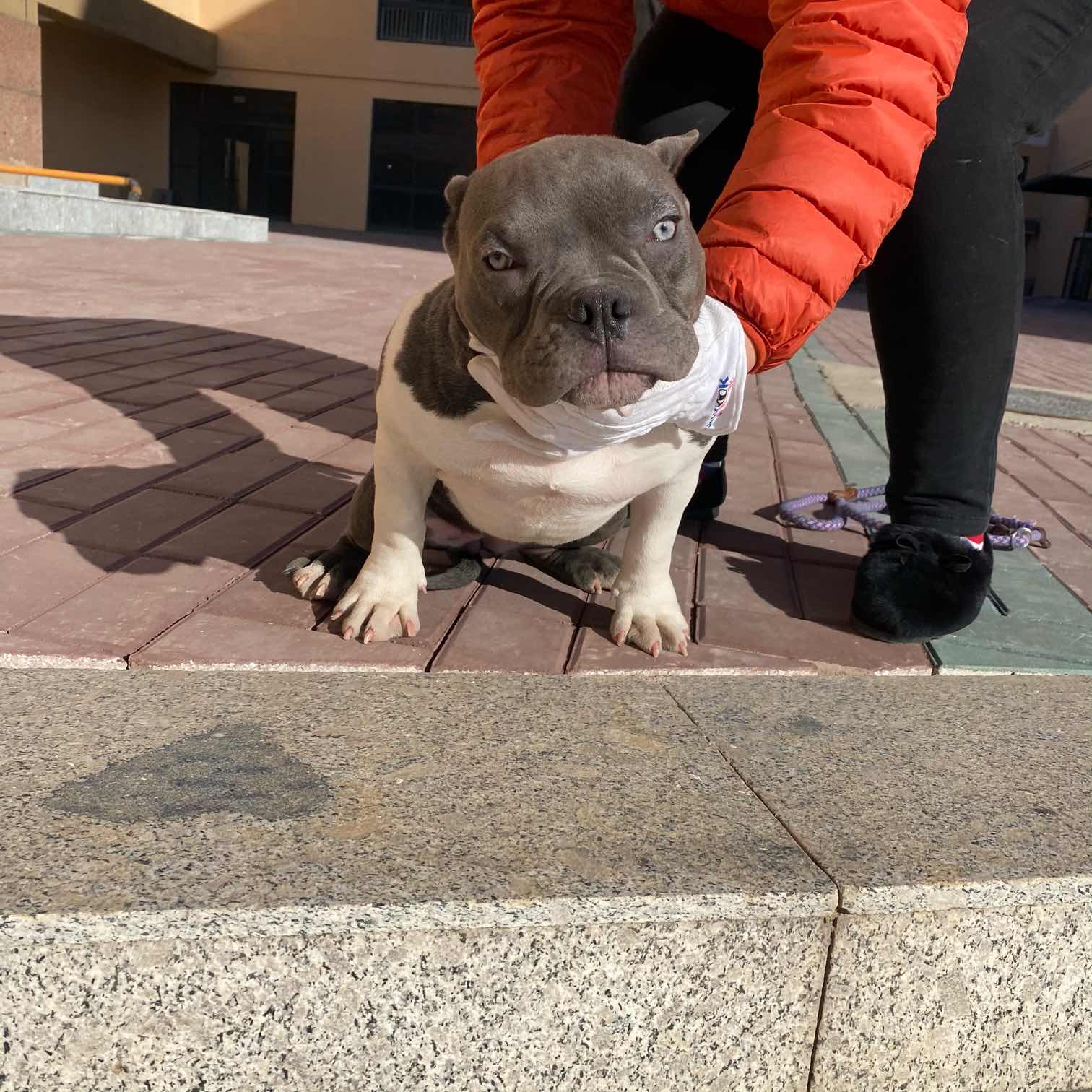 小体蓝色恶霸5个月母,眼神凶,眼距大