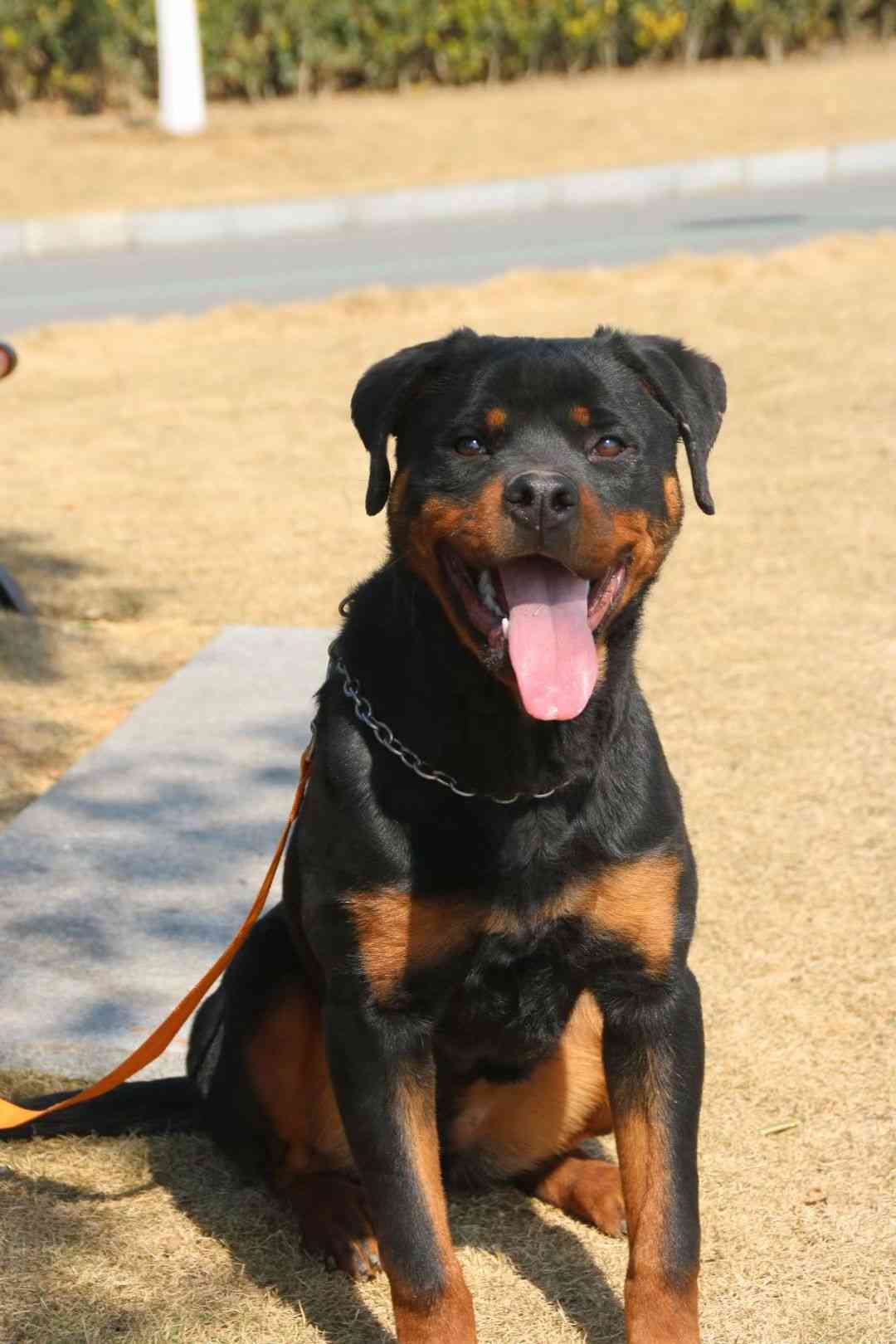 罗威纳交易 - 猛犬俱乐部-中国具有影响力的猛犬网站 - powered by