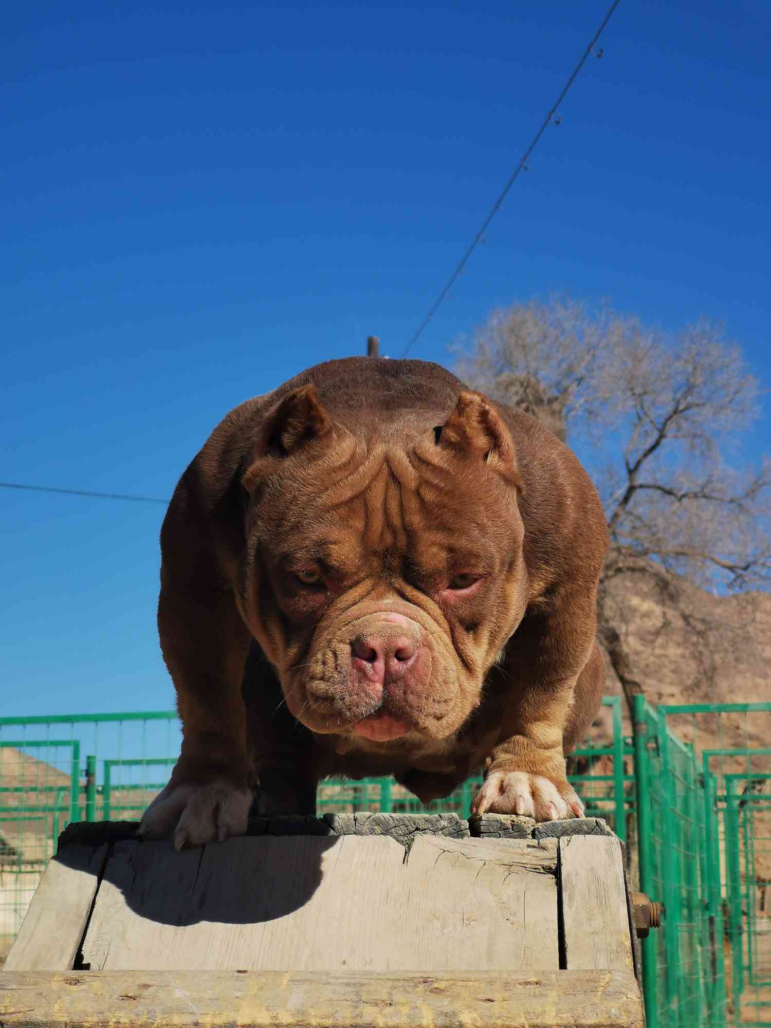 会花活的恶霸犬 - 恶霸犬 - 猛犬俱乐部-中国具有