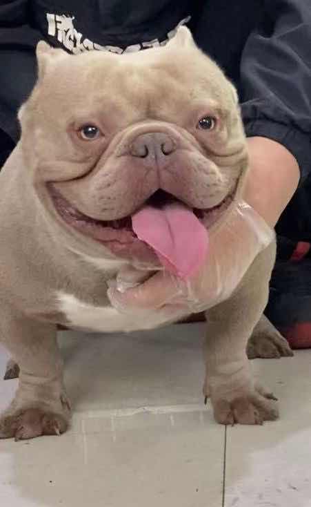 微体 纯丁香色种公借配 - 恶霸犬交易 - 猛犬俱