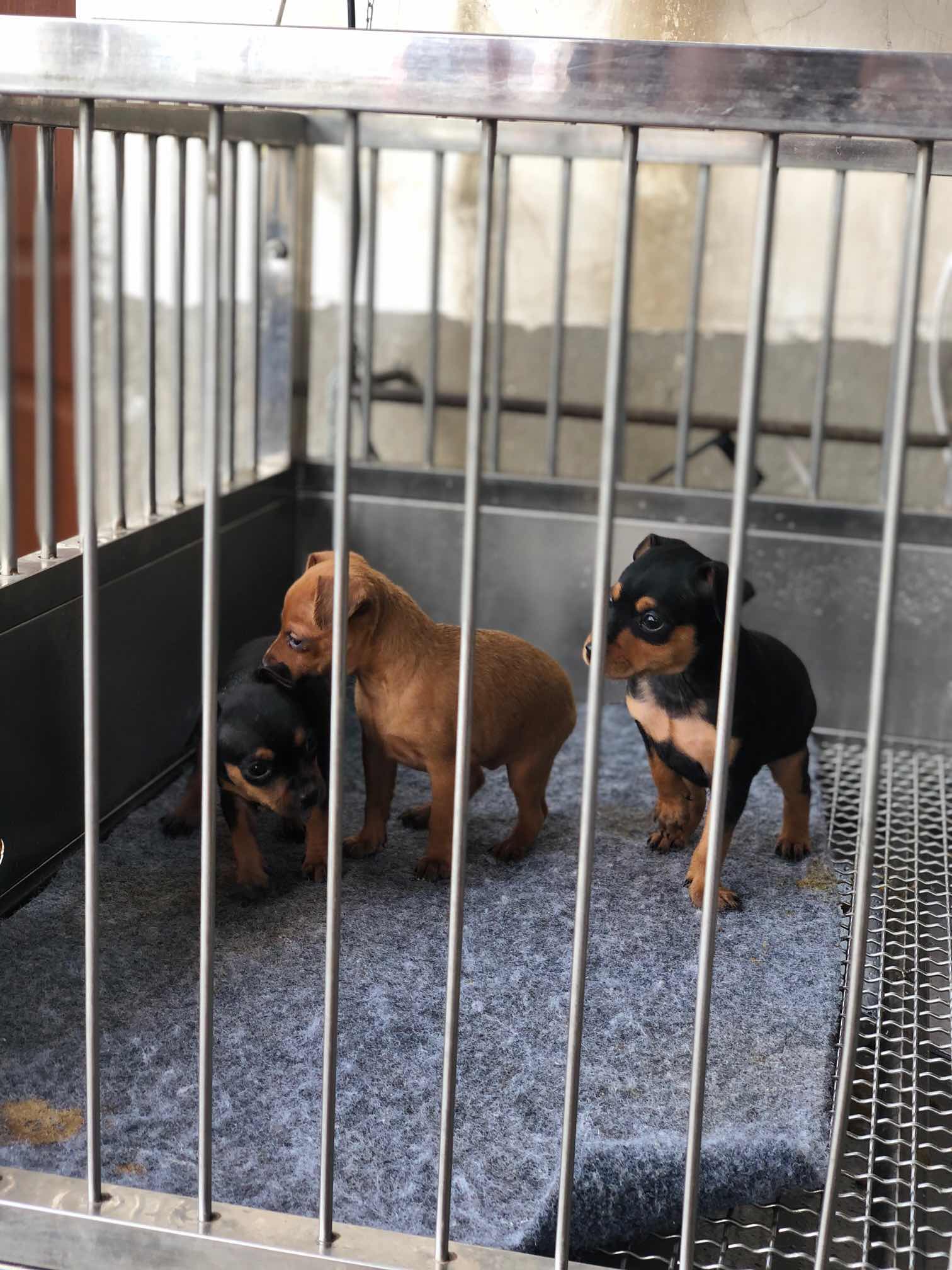 40天小鹿犬一窝