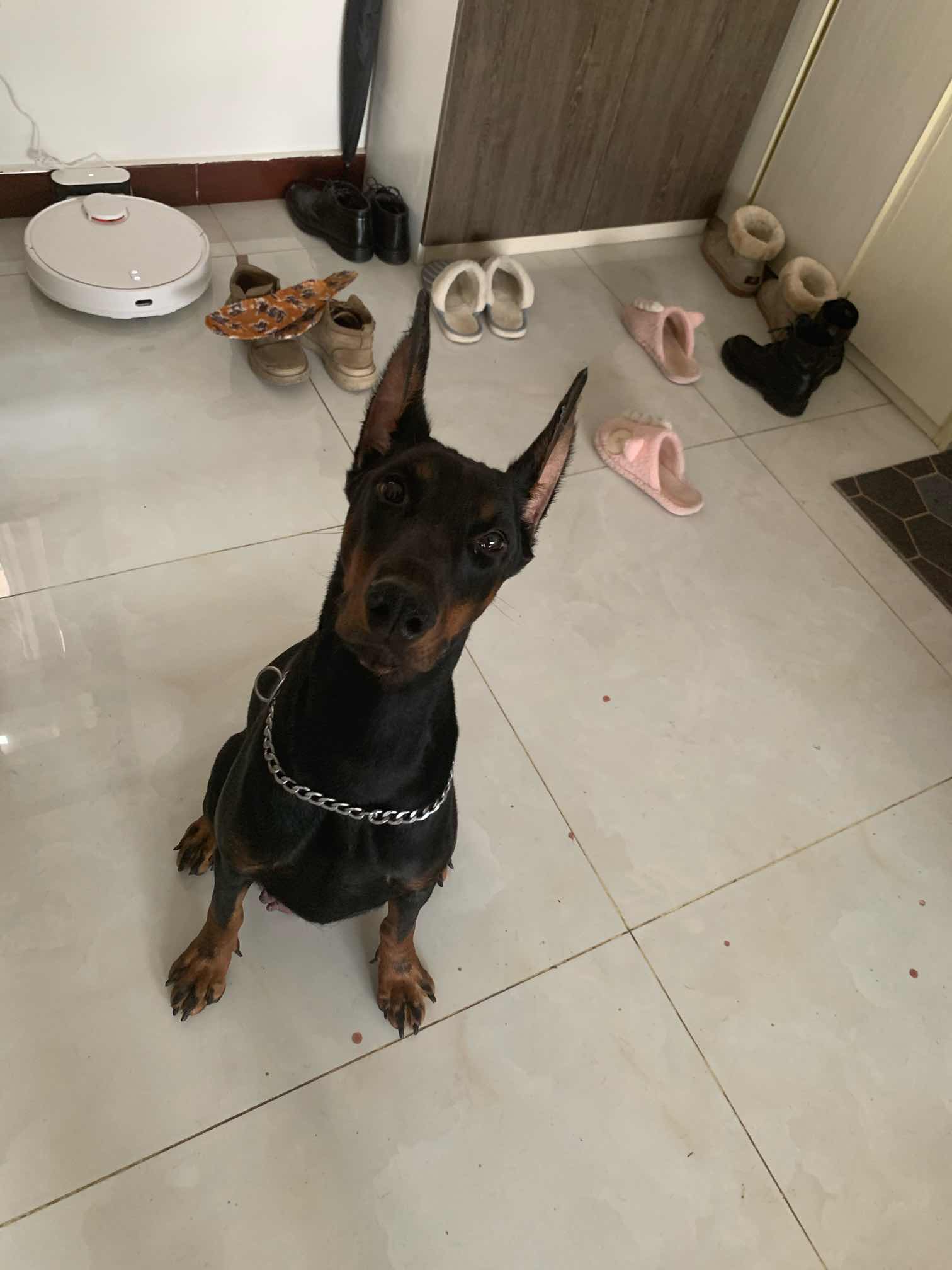 德系杜宾处理!因为家里养不成!