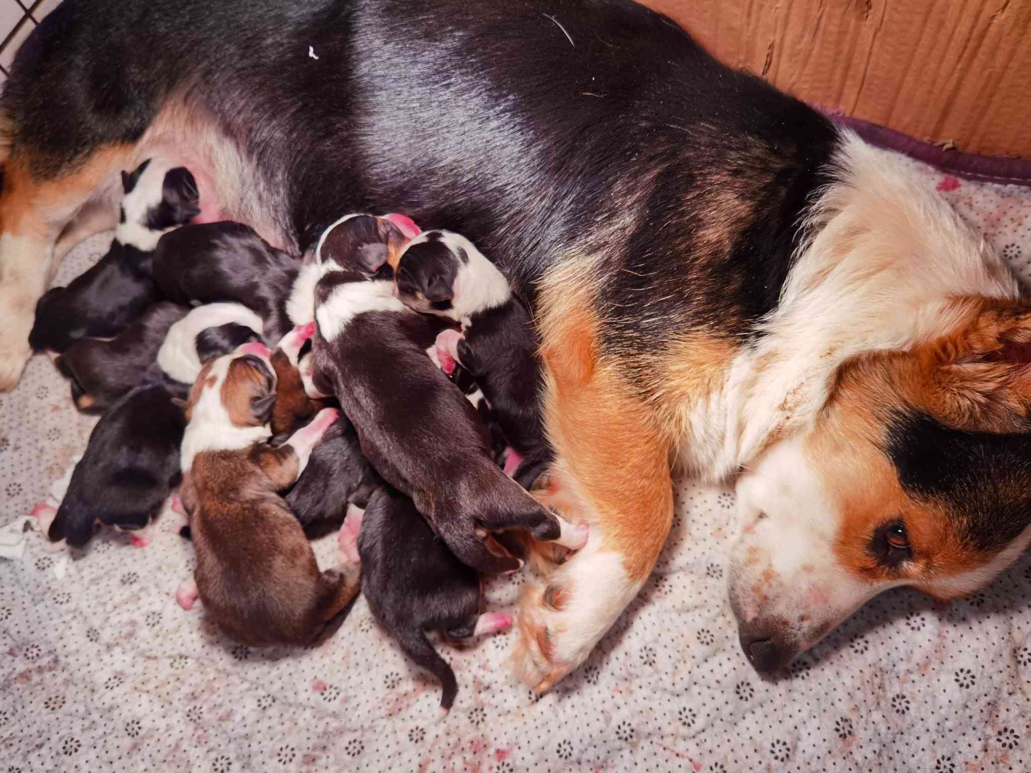 综合工作犬交易 - 猛犬俱乐部-中国具有影响力的猛犬网站 - powered