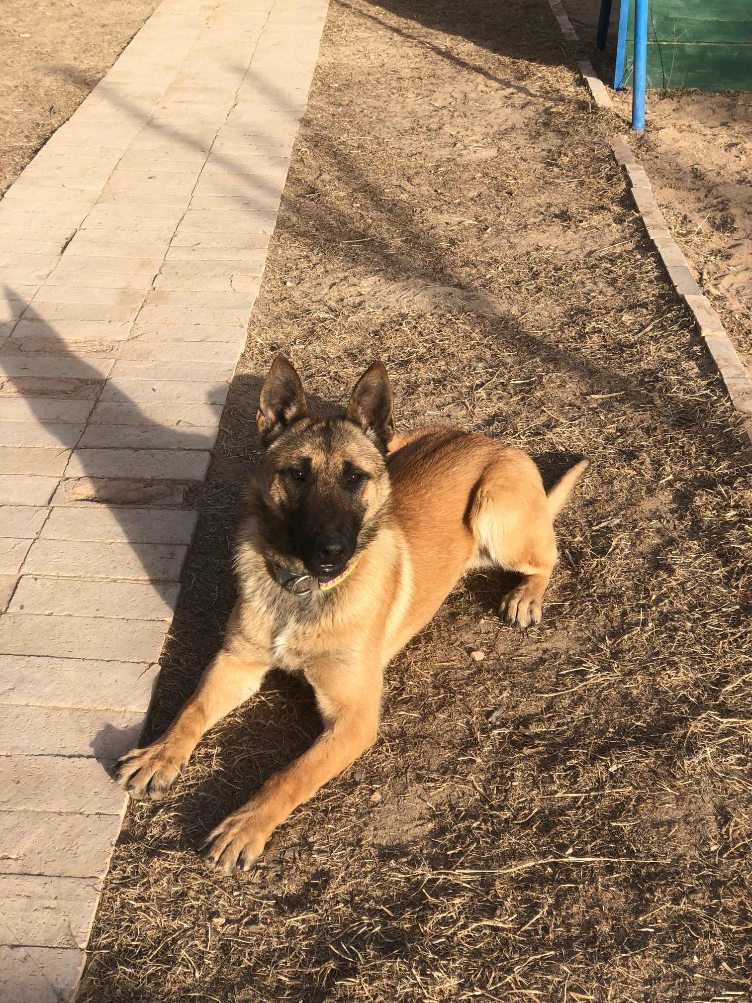 豹威孙子转让 - 马犬交易 - 猛犬俱乐部-中国具有影响力的猛犬网站