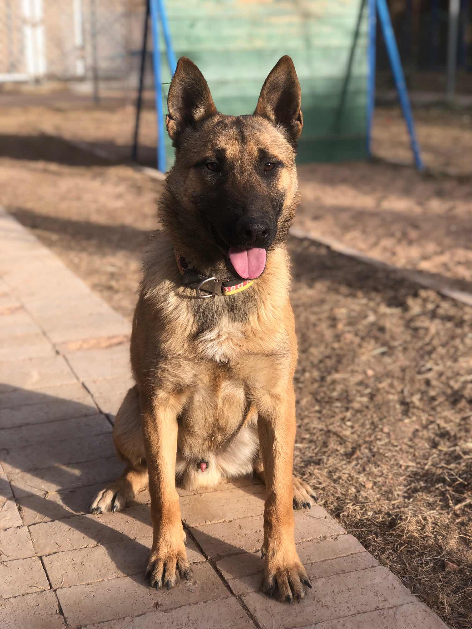 豹威孙子转让 - 马犬交易 - 猛犬俱乐部-中国具有影响力的猛犬网站