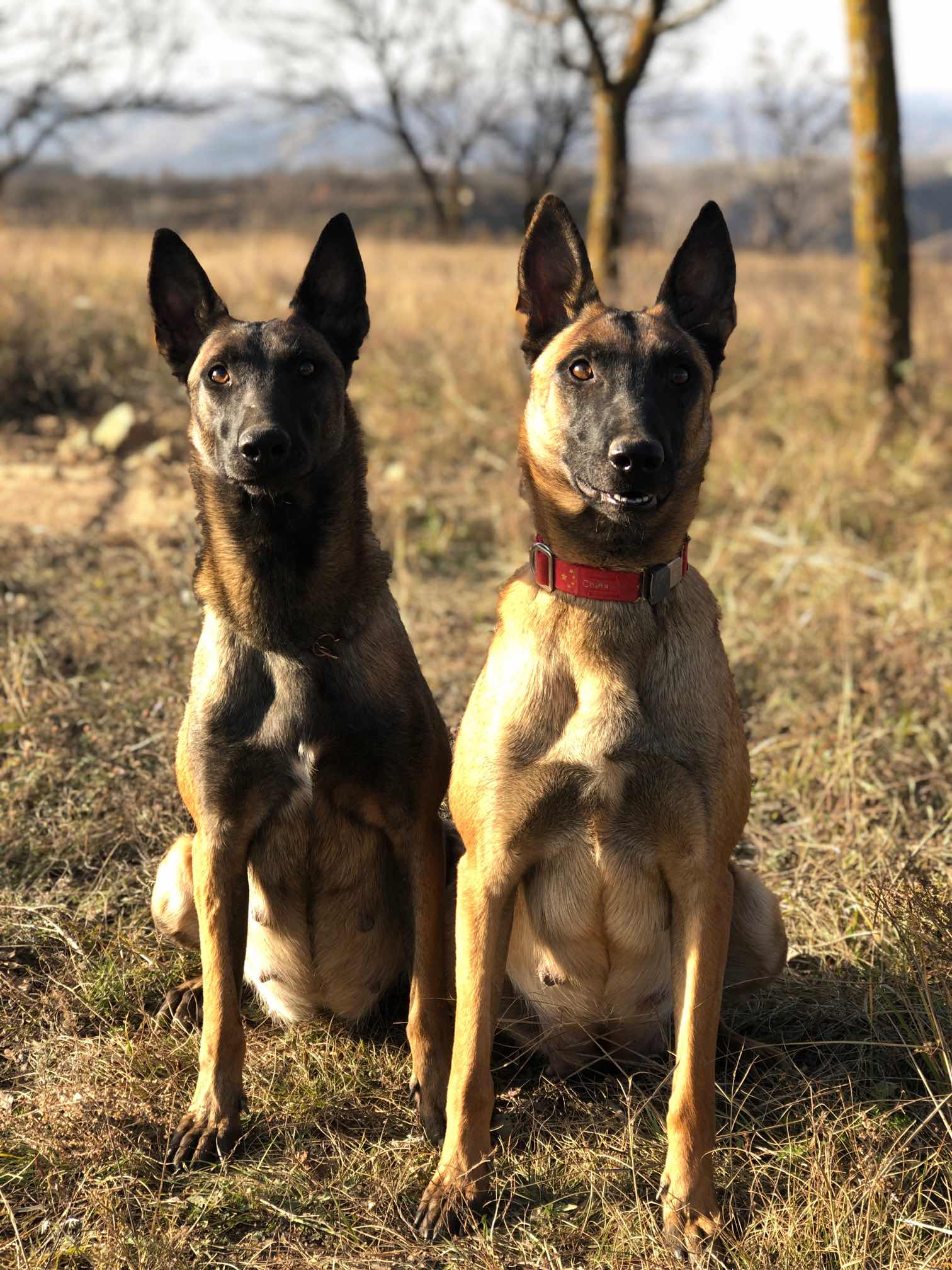带幼训血统马犬对外出售