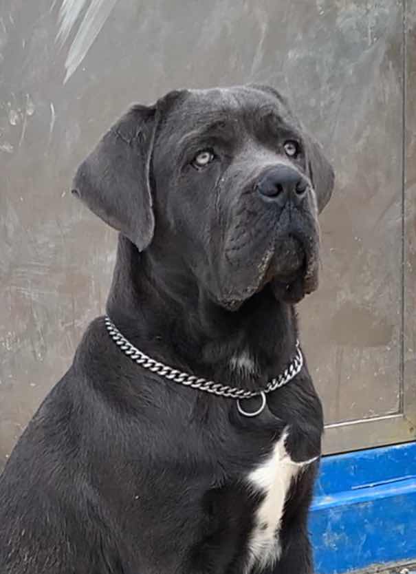 世界冠军外孙,欧洲冠军联直孙 - 卡斯罗交易 - 猛犬俱乐部-中国具有