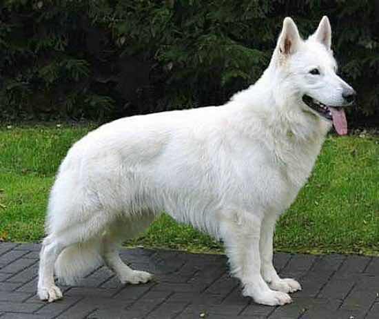 白色的狗品种大全图片