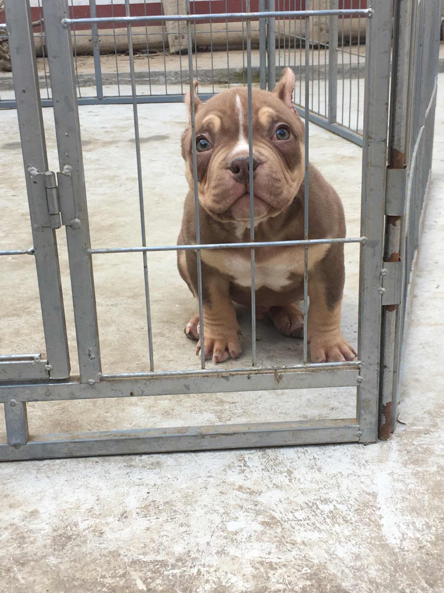 口袋体恶霸 丁香小母 红色小公