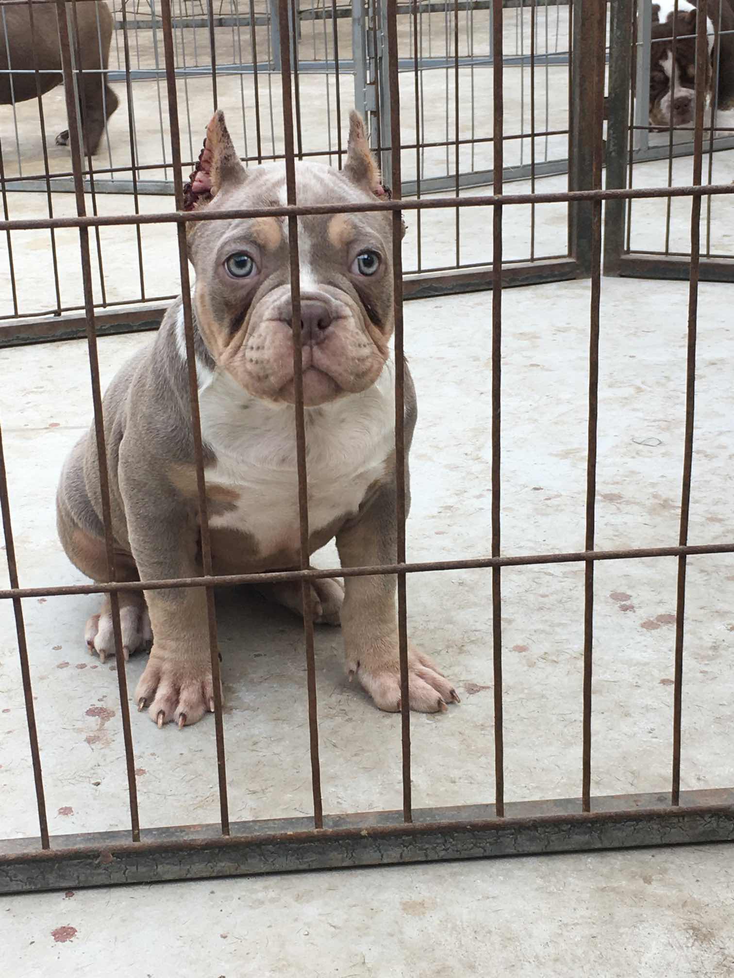 恶霸犬种公ET图片