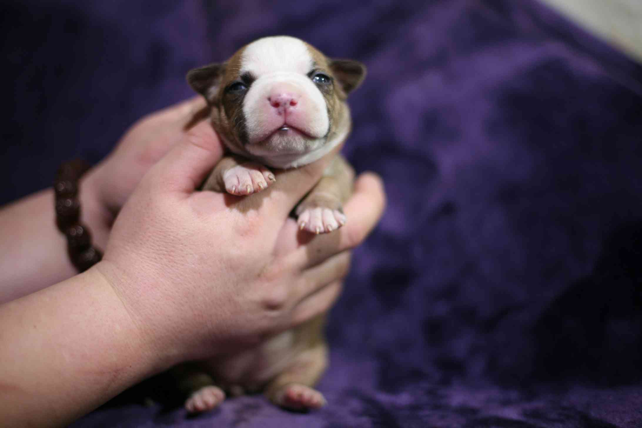 美系斯塔福新生犬2021(1)