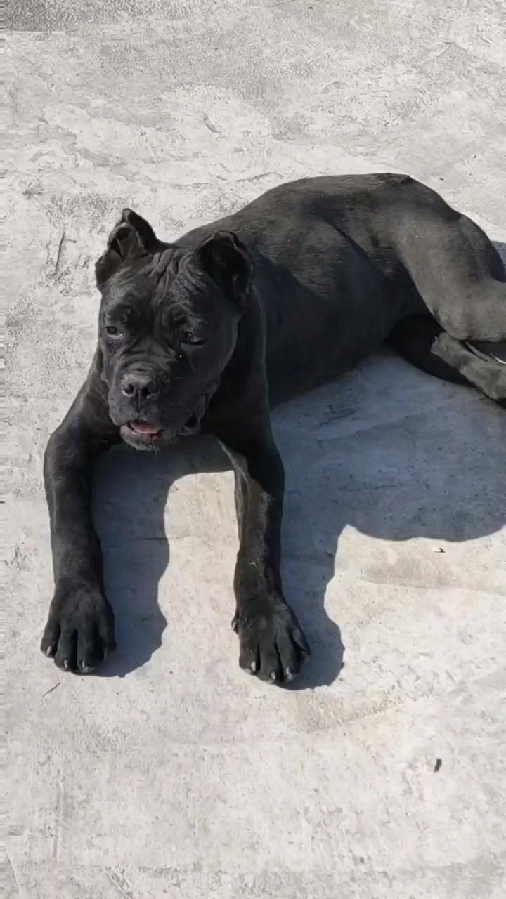 精品卡斯罗犬四个月小母狗