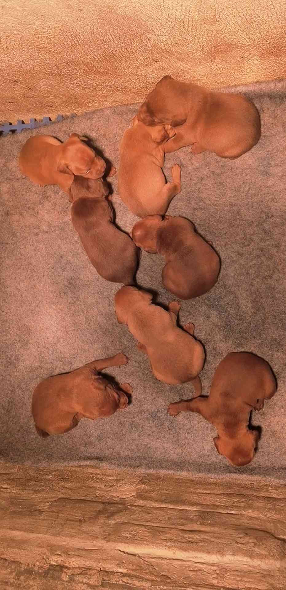 出售:双进口火梗幼犬