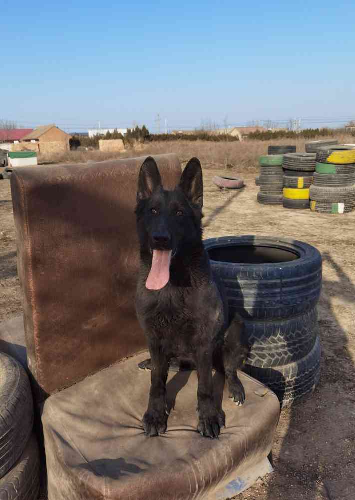 出售一只精品东德母犬