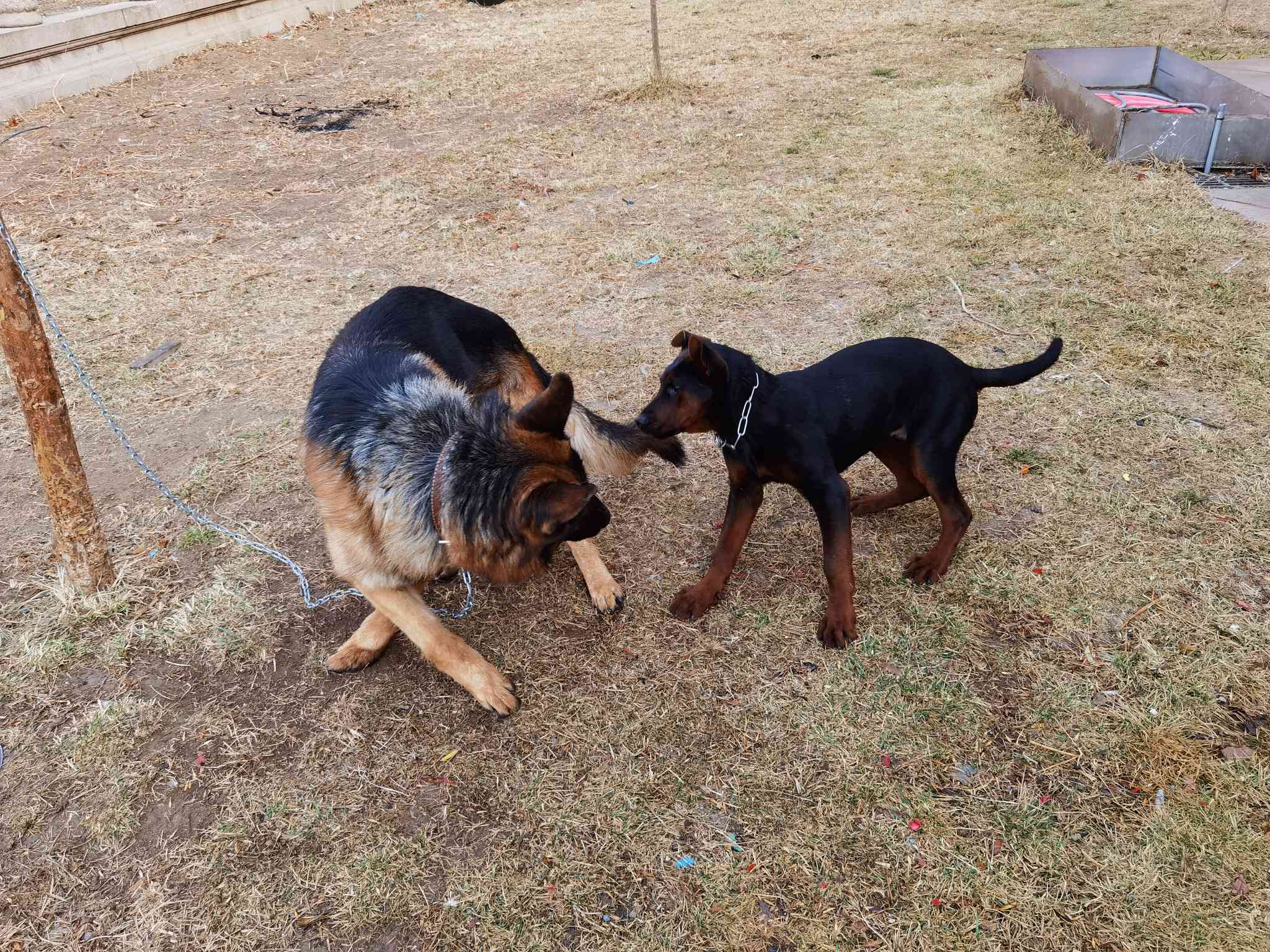 [其他工作犬 莱州红幼犬