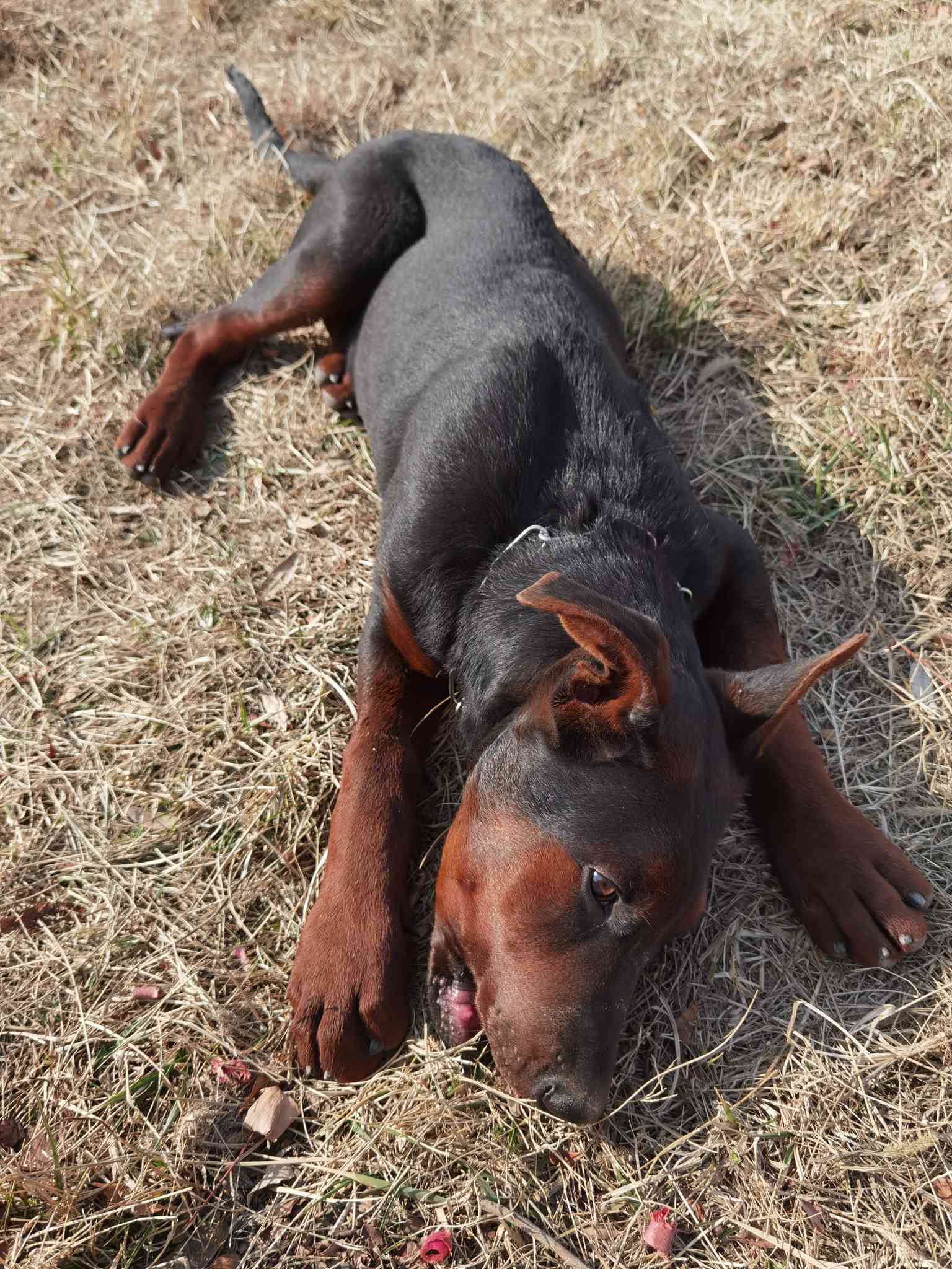 其他工作犬萊州紅幼犬