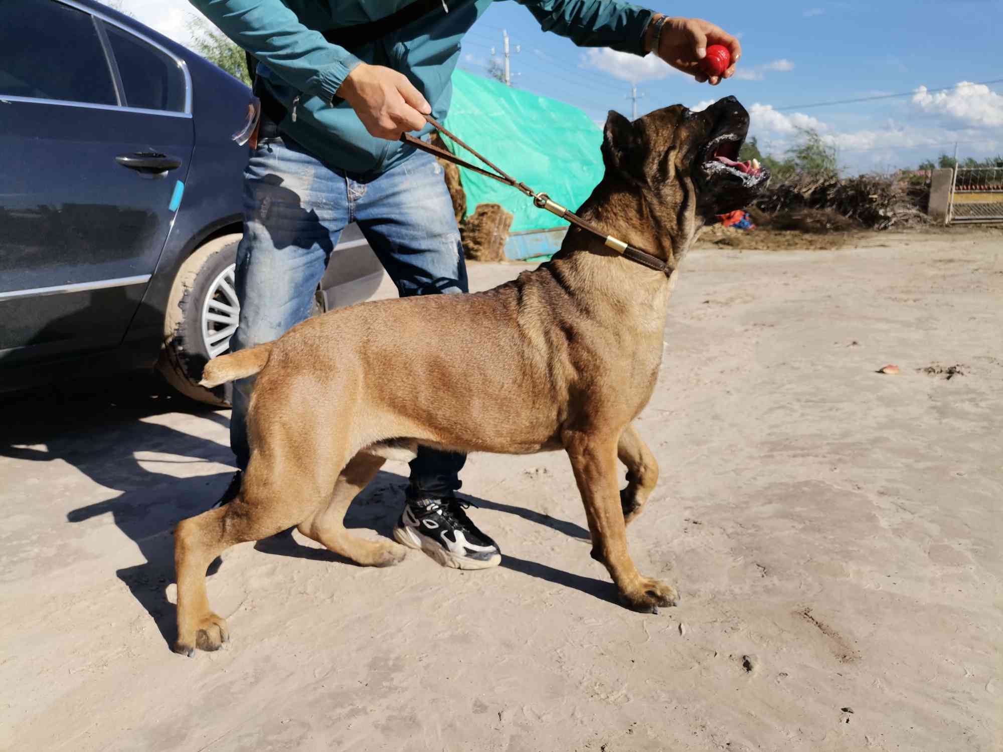 卡斯罗犬两公两母出售两母带胎,铁面搭配了双血统极品罗威纳 - 卡斯罗