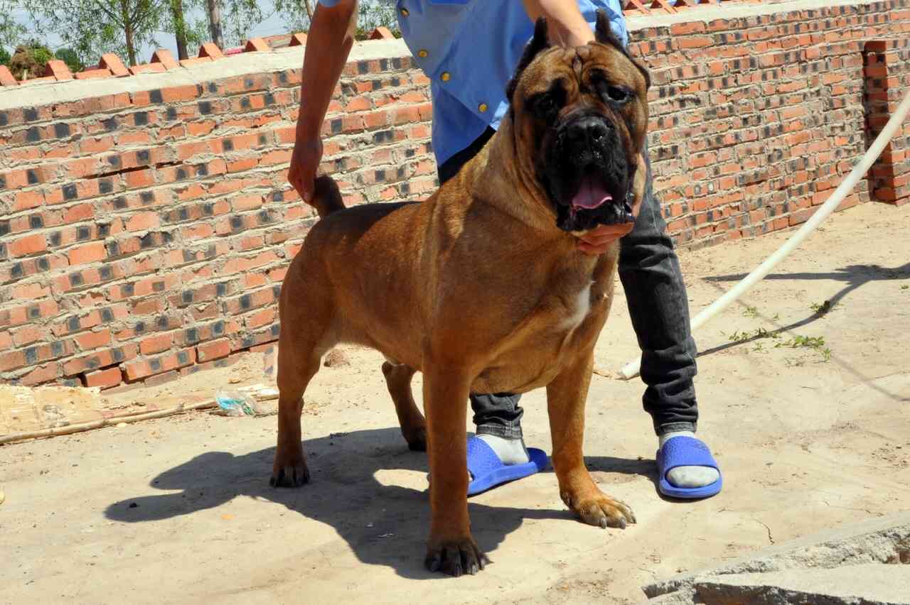 极品罗威纳 - 卡斯罗交易 - 猛犬俱乐部-中国具有影响力的猛犬网站