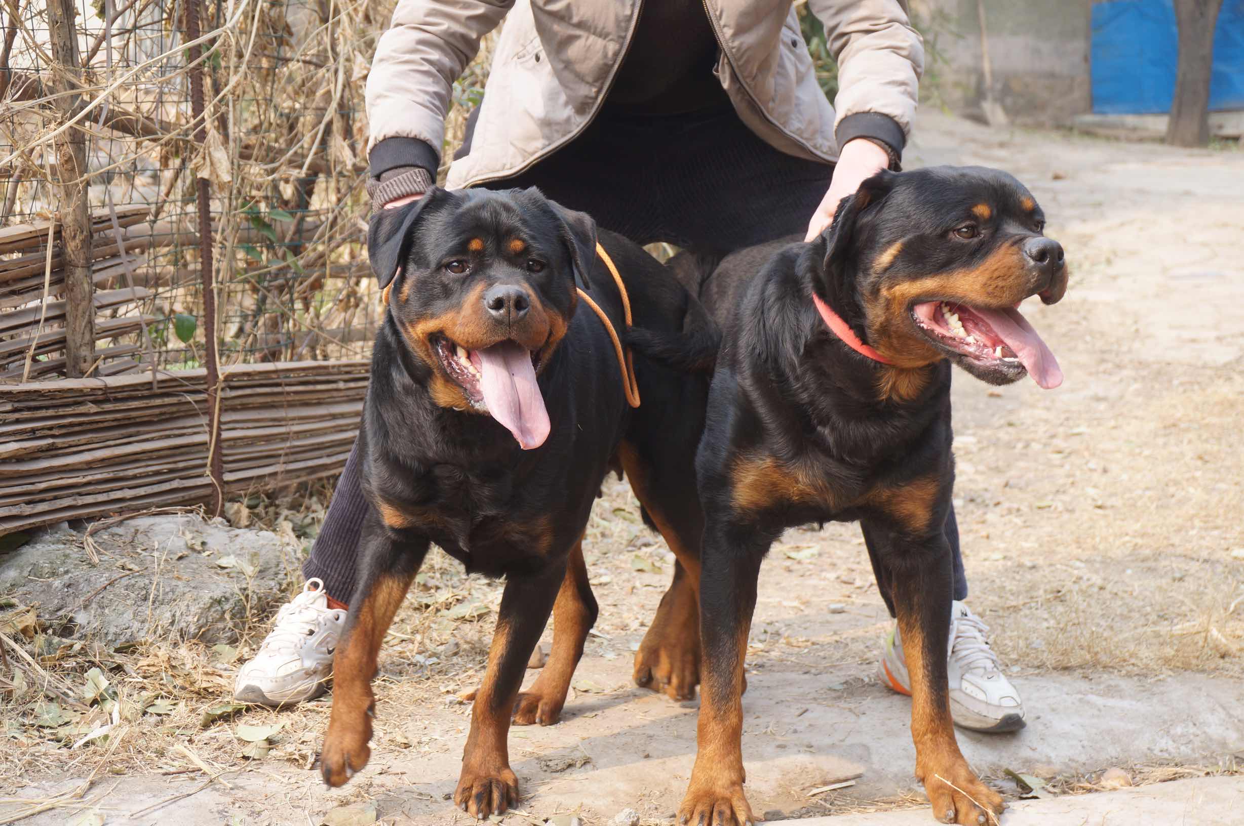 小美女当妈妈了 - 罗威纳 - 猛犬俱乐部-中国具有影响力的猛犬网站