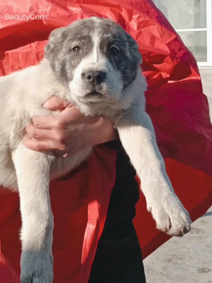 出售精品中亚牧羊犬幼犬