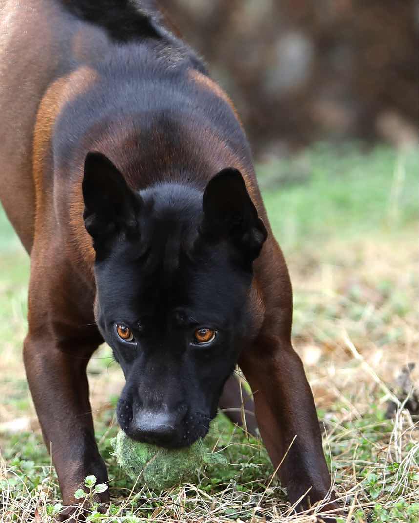 优秀红马的始祖 泰国原血脊背犬