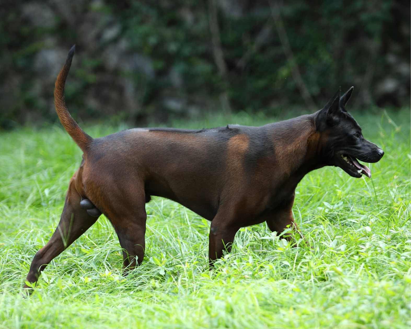 泰国脊背犬串马犬图片