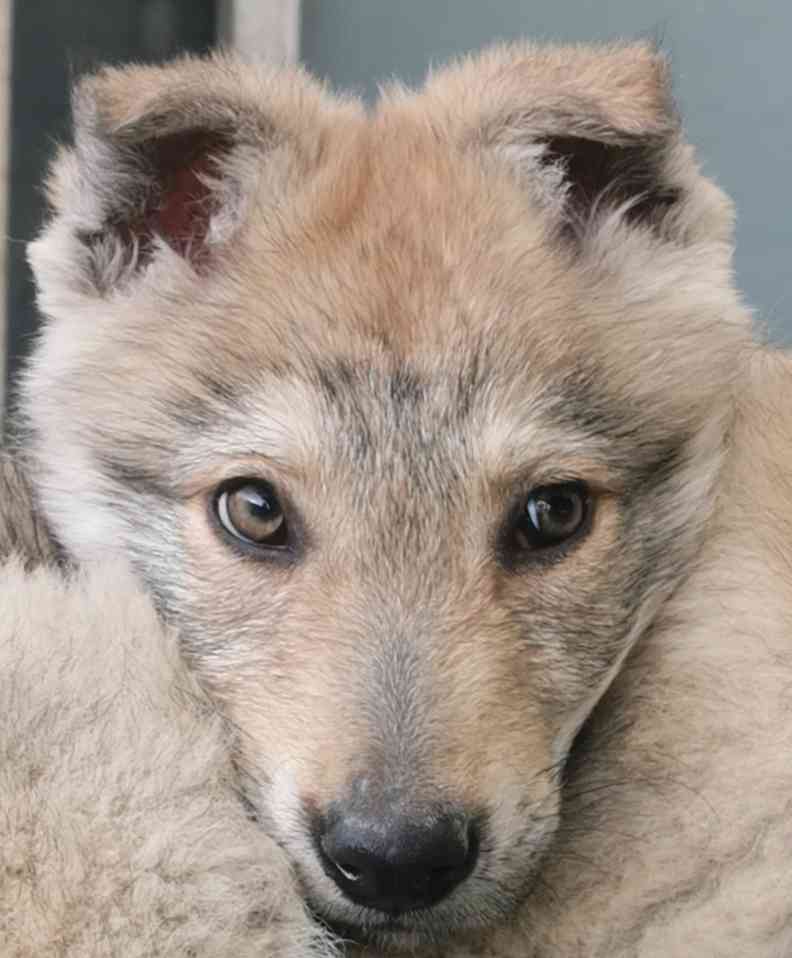 纯种捷克狼犬幼犬出售