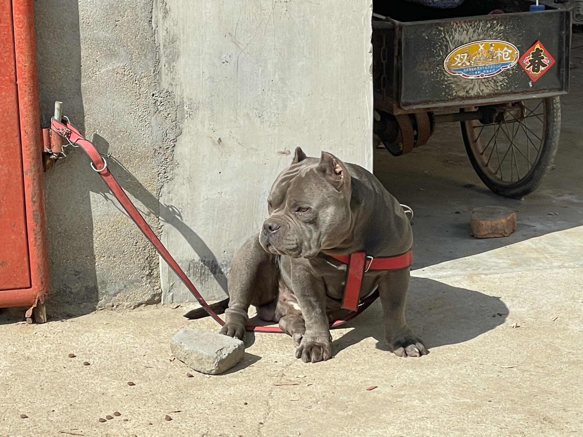 新手第一只恶霸犬