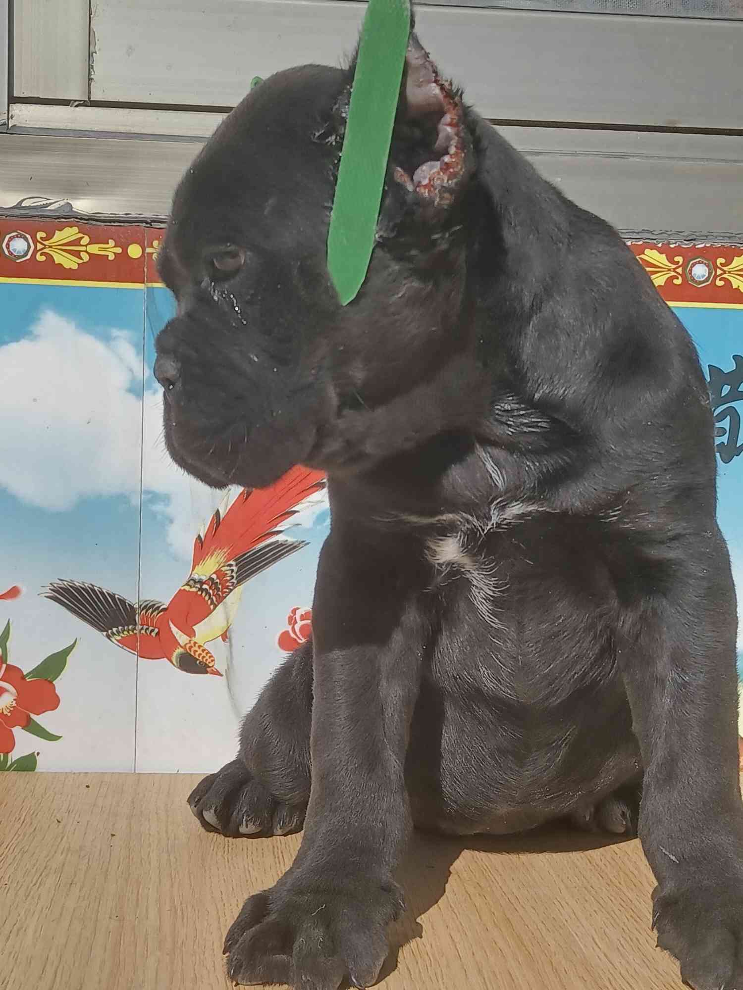 卡斯罗交易 - 猛犬俱乐部-中国具有影响力的猛犬网站 - powered by