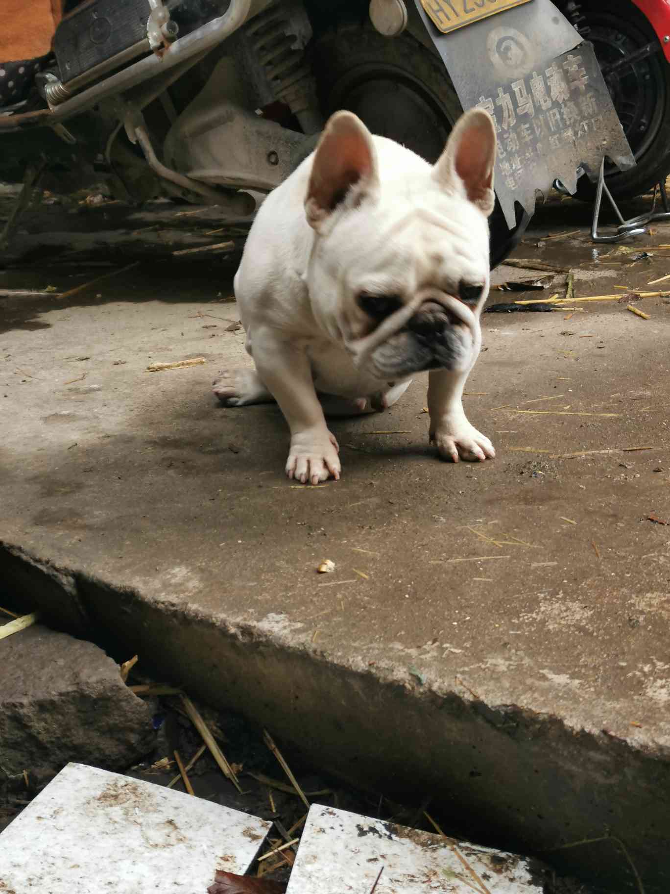 极品母法斗带胎出售