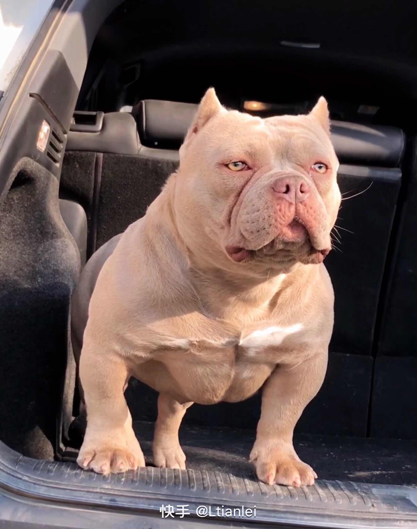 记录微体丁香恶霸犬生活日常