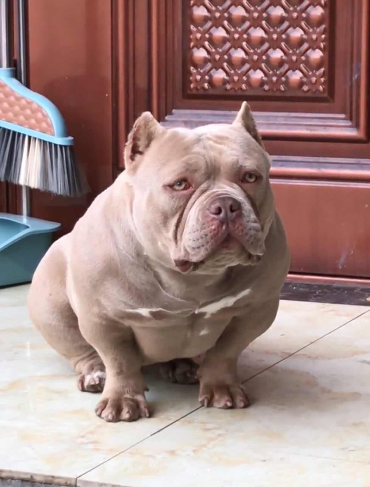 记录微体丁香恶霸犬生活日常 - 恶霸犬 - 猛犬俱乐